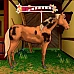 Bibi & Tina at the Horsefarm Nintendo Switch Europe (Nintendo Switch Key / Europe)