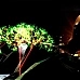 Darwinia (PC Steam Key / Global)