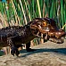 Planet Zoo: Aquatic Pack DLC (PC Steam Key / Global)