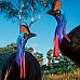 Planet Zoo: Australia Pack DLC (PC Steam Key / Global)