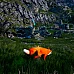 Spirit of the North (PC Steam Key / Global)
