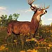 The Hunter 2016: Pathfinder Starter Pack (PC Steam Key / Global)