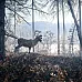 The Hunter Call of the Wild 2019 Edition (PC Steam Key / Europe)