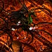 Baldur's Gate II Enhanced Edition (PC Steam Key / Global)