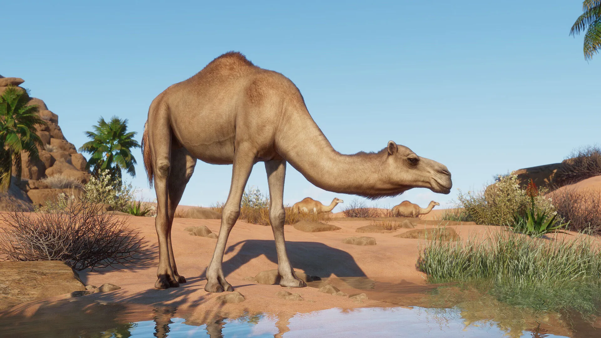 Planet Zoo: Arid Animal Pack (PC Steam Schlüssel / Global)